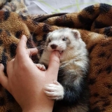 Kako odviknuti tvora da ujede kod kuće